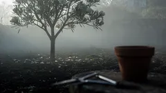 Como plantar uma magnólia e fazê-la florir no timing certo