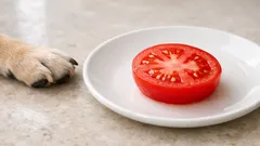 O meu cão pode comer tomate? O que é seguro e o que deve evitar