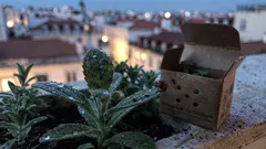 Como usar joaninhas para eliminar pulgões na horta sem pesticidas