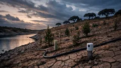 Plantar árvores pode secar o solo? O que a ciência diz sobre reflorestação e água