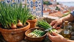 Como cultivar cebola em vaso na varanda e ter colheita em casa
