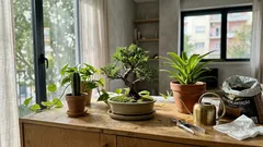 Que planta de interior combina contigo? Guia rápido por luz, rega e estilo de vida