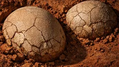 Encontrados ovos de dinossauro com 72 milhões de anos em Guadalajara: o que revela a descoberta