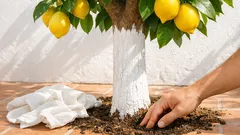 Pano branco no limoeiro: ajuda mesmo ou pode trazer problemas