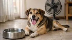 Onde deve o cão dormir nas noites quentes para evitar golpe de calor