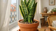 Língua-da-sogra sem rebentos? O guia prático para a fazer brotar em casa