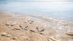 Descoberto na Bolívia o maior “tapete” de pegadas de dinossauros alguma vez mapeado