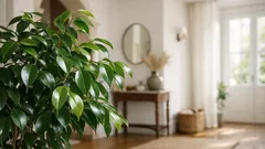 Onde colocar a ficus em casa para ter mais luz, menos folhas caídas e um ambiente mais equilibrado