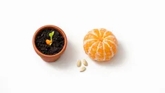 Não deite fora: 3 formas simples de reutilizar sementes de laranja em casa