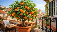 Tangerineira em vaso: como cultivar uma árvore bonita e cheia de fruto em casa