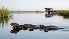 Lontra-gigante regressa à natureza: reintrodução histórica nos wetlands de Iberá