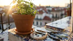 Como criar uma mini-horta de ervas aromáticas em vasos (mesmo sem quintal)