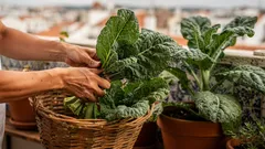 Como plantar couve em casa: guia simples para horta na varanda