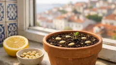 Não deite fora as sementes de limão: como germinar um limoeiro em vaso em casa