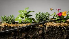 10 hábitos simples para ter um jardim saudável o ano inteiro