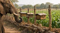 Como as abelhas estão a proteger campos de elefantes com uma eficácia surpreendente